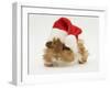 Guinea-Pig Wearing a Father Christmas Hat-Mark Taylor-Framed Photographic Print