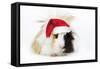 Guinea Pig Wearing Christmas Hat-null-Framed Stretched Canvas