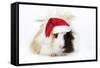 Guinea Pig Wearing Christmas Hat-null-Framed Stretched Canvas