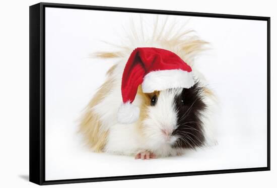 Guinea Pig Wearing Christmas Hat-null-Framed Stretched Canvas