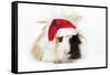 Guinea Pig Wearing Christmas Hat-null-Framed Stretched Canvas