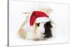 Guinea Pig Wearing Christmas Hat-null-Stretched Canvas