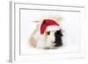 Guinea Pig Wearing Christmas Hat-null-Framed Photographic Print