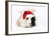 Guinea Pig Wearing Christmas Hat-null-Framed Photographic Print