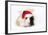 Guinea Pig Wearing Christmas Hat-null-Framed Photographic Print