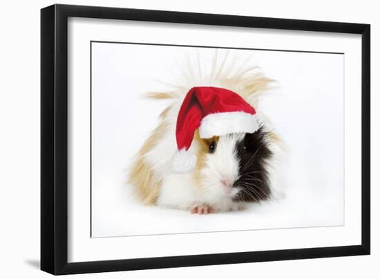 Guinea Pig Wearing Christmas Hat-null-Framed Photographic Print