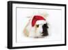 Guinea Pig Wearing Christmas Hat-null-Framed Photographic Print
