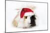 Guinea Pig Wearing Christmas Hat-null-Mounted Photographic Print