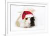 Guinea Pig Wearing Christmas Hat-null-Framed Photographic Print