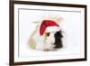 Guinea Pig Wearing Christmas Hat-null-Framed Photographic Print