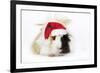 Guinea Pig Wearing Christmas Hat-null-Framed Photographic Print