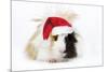 Guinea Pig Wearing Christmas Hat-null-Mounted Photographic Print