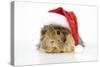 Guinea Pig Wearing Father Christmas Hat-null-Stretched Canvas