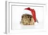 Guinea Pig Wearing Father Christmas Hat-null-Framed Photographic Print