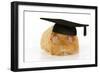 Guinea Pig Wearing Glasses and Mortar Board-null-Framed Premium Photographic Print