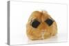 Guinea Pig Wearing Sunglasses-null-Stretched Canvas