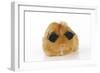 Guinea Pig Wearing Sunglasses-null-Framed Photographic Print