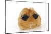 Guinea Pig Wearing Sunglasses-null-Mounted Photographic Print