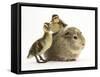 Guinea Pig with Two Mallard Ducklings, One Sitting on its Back-Mark Taylor-Framed Stretched Canvas