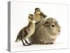 Guinea Pig with Two Mallard Ducklings, One Sitting on its Back-Mark Taylor-Stretched Canvas