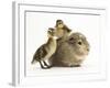 Guinea Pig with Two Mallard Ducklings, One Sitting on its Back-Mark Taylor-Framed Photographic Print