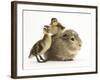 Guinea Pig with Two Mallard Ducklings, One Sitting on its Back-Mark Taylor-Framed Photographic Print