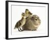 Guinea Pig with Two Mallard Ducklings, One Sitting on its Back-Mark Taylor-Framed Photographic Print