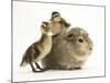 Guinea Pig with Two Mallard Ducklings, One Sitting on its Back-Mark Taylor-Mounted Photographic Print