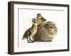 Guinea Pig with Two Mallard Ducklings, One Sitting on its Back-Mark Taylor-Framed Photographic Print