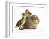 Guinea Pig with Two Mallard Ducklings, One Sitting on its Back-Mark Taylor-Framed Photographic Print