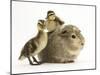 Guinea Pig with Two Mallard Ducklings, One Sitting on its Back-Mark Taylor-Mounted Photographic Print