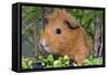 Guinea Pig-null-Framed Stretched Canvas