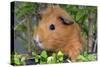 Guinea Pig-null-Stretched Canvas