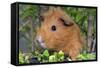 Guinea Pig-null-Framed Stretched Canvas