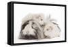 Guinea Pig-null-Framed Stretched Canvas