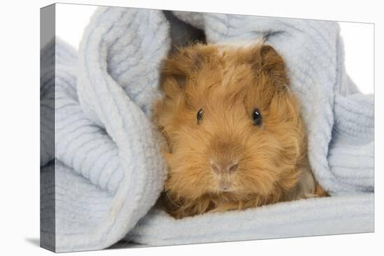 Guinea Pig-null-Stretched Canvas