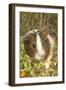 Guinea Pig-null-Framed Premium Photographic Print