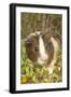 Guinea Pig-null-Framed Premium Photographic Print