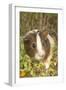 Guinea Pig-null-Framed Premium Photographic Print