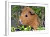 Guinea Pig-null-Framed Photographic Print