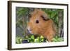 Guinea Pig-null-Framed Photographic Print