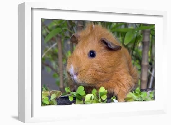 Guinea Pig-null-Framed Photographic Print