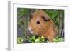 Guinea Pig-null-Framed Photographic Print