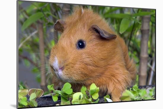 Guinea Pig-null-Mounted Photographic Print