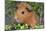 Guinea Pig-null-Mounted Photographic Print