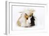 Guinea Pig-null-Framed Photographic Print