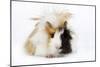 Guinea Pig-null-Mounted Photographic Print