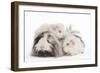 Guinea Pig-null-Framed Photographic Print