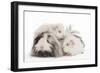 Guinea Pig-null-Framed Photographic Print