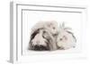 Guinea Pig-null-Framed Photographic Print